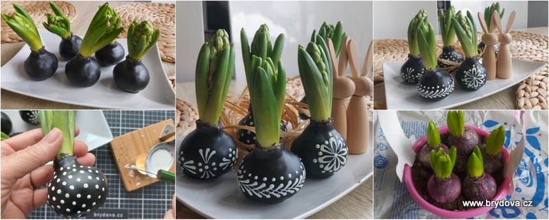 Vlog 897/24 – DIY – hyacinty ve vosku